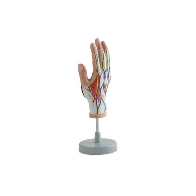 人体手部解剖模型