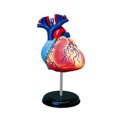 人体心脏解剖模型