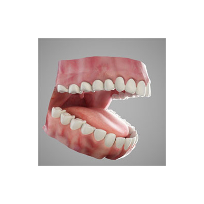 人体牙齿解剖模型