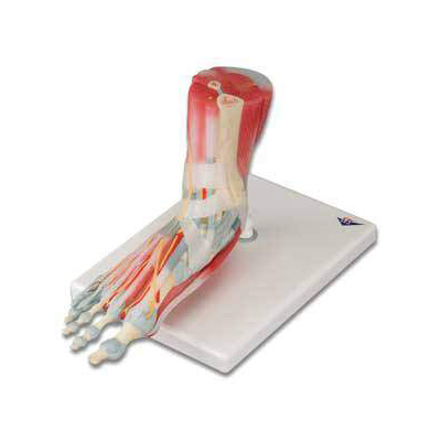 人体足部解剖模型