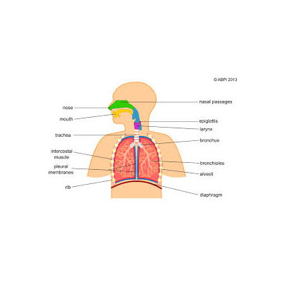人类呼吸系统