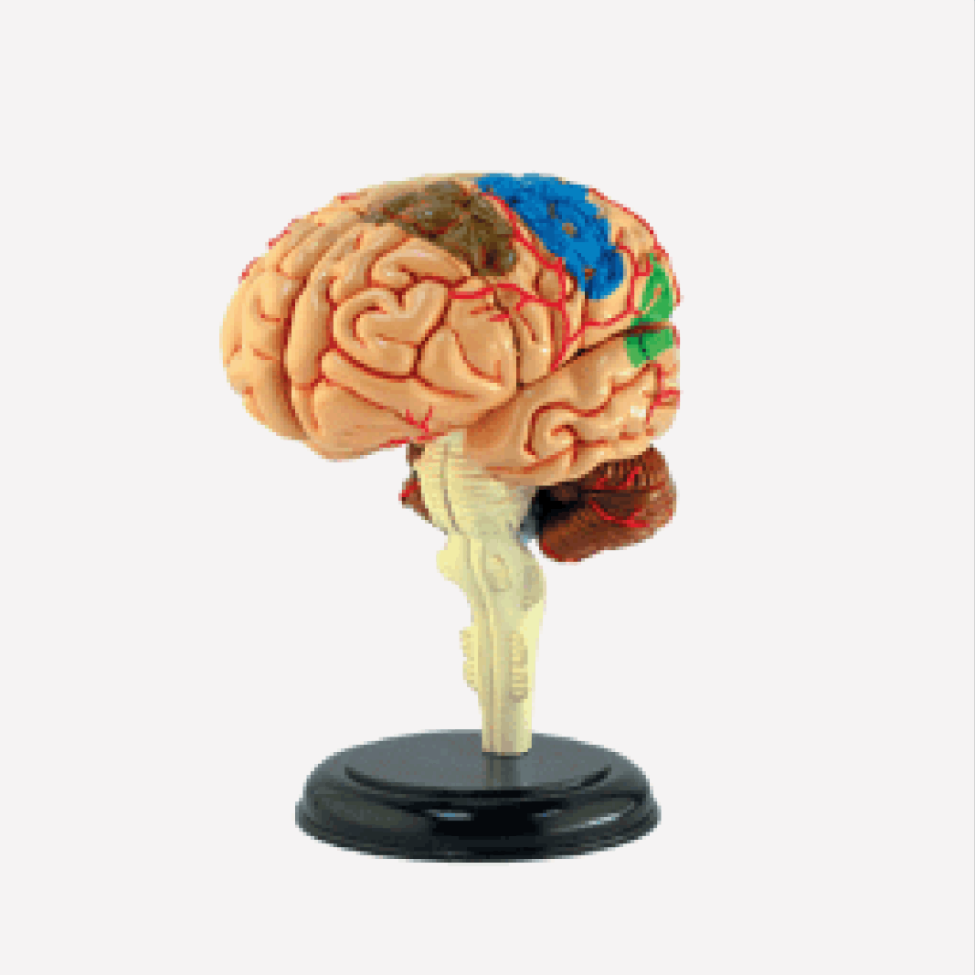 人脑解剖模型