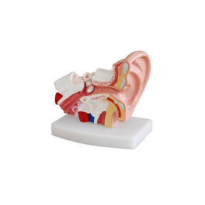 人耳解剖模型