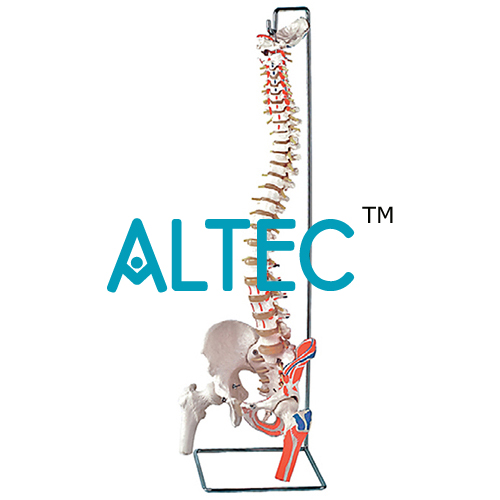 可弯曲的脊柱股骨头，肌肉插入，可移动的骶骨嵴